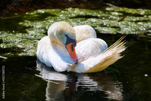 Fototapeta Naklejka Na Ścianę i Meble -  swan in water