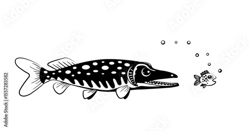 A fast, angry pike catches up with a frightened little fish. Silhouettes on white. Vector black and white illustration. 