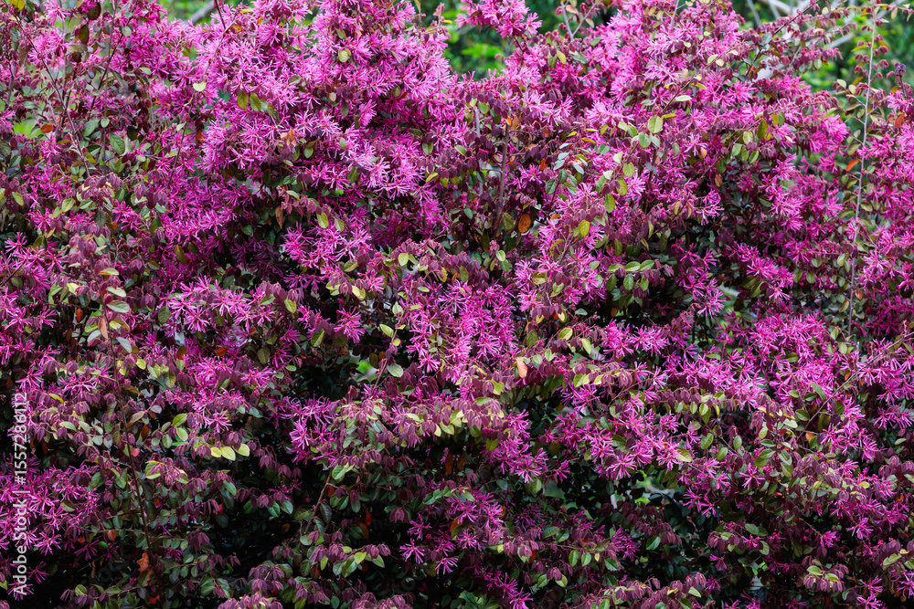 Obraz premium Chinese fringe bush flowers blooming in the garden hedge.