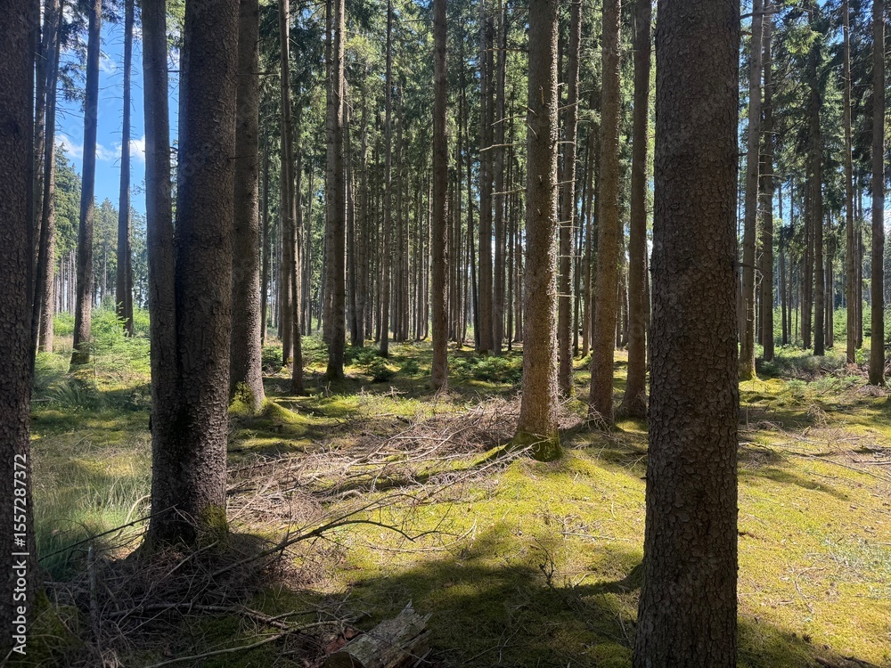 Naklejka premium forest in autumn