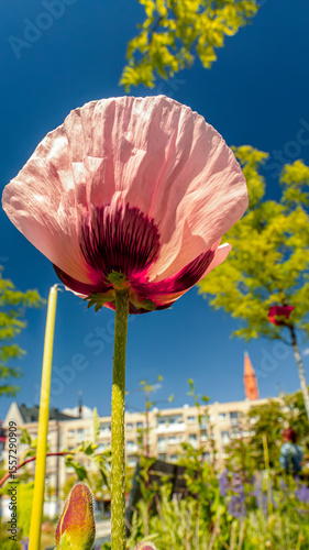Upward View of a Pink Poppy Flower in an Urban Garden Under Blue Sky