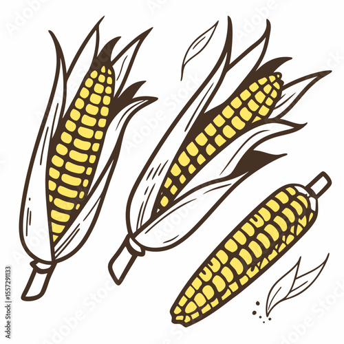 Yellow corn cobs with brown husks and leaves maize