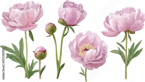 Elegant Pink Peony Flower Illustration with Buds and Green Leaves