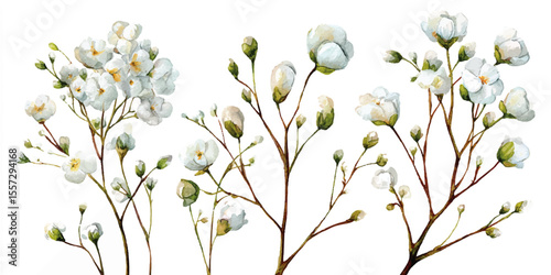 Gypsophila flowers isolated on white background. a cluster of delicate white baby's breath flowers, isolated white background, minimalistic art style