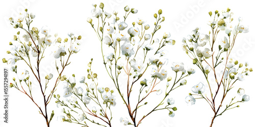 Background with tiny white flowers (gypsophila paniculata), blurred. Flower transparent background
