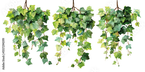 Hanging green ivy ,grape vines with dense foliage. Tropical Green Grape Vines on Transparent Background