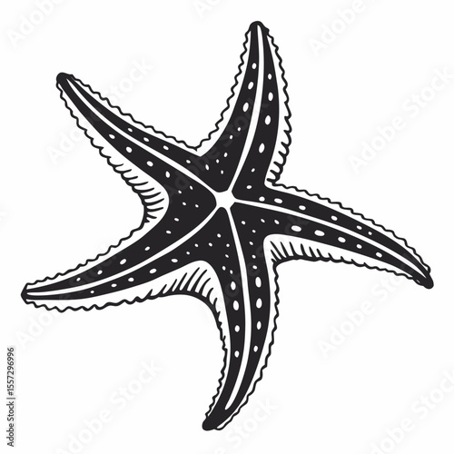 Black starfish with white dots sea creature marine life