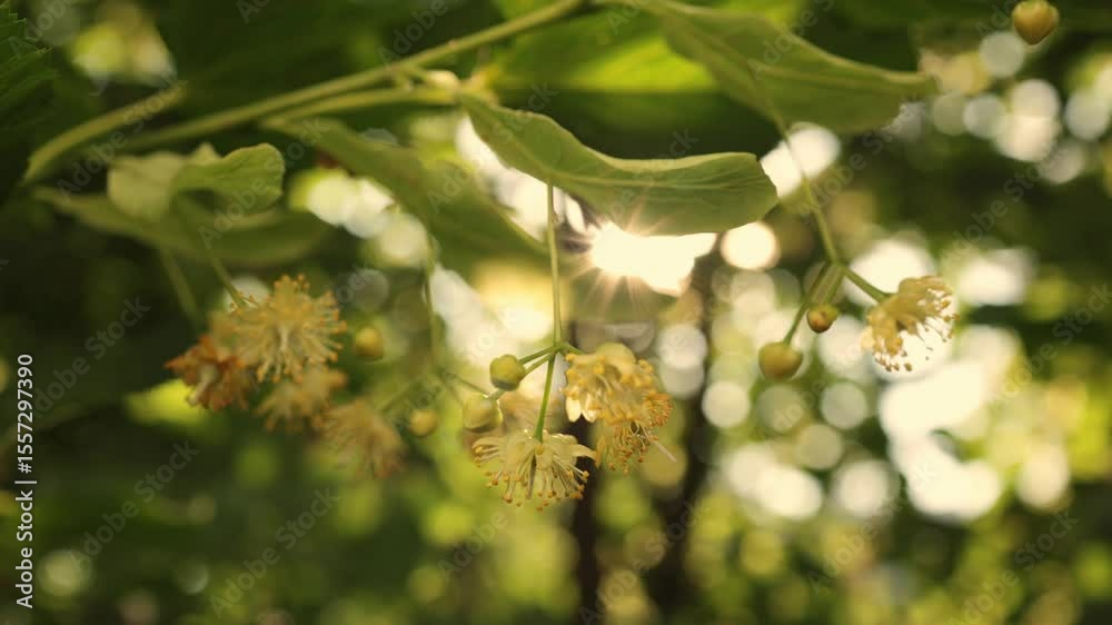 Linden tree flowers clusters tilia cordata, europea, small-leaved lime, littleleaf linden bloom. Linden tree flowers clusters tilia cordata, europea, small-leaved lime, littleleaf linden bloom.