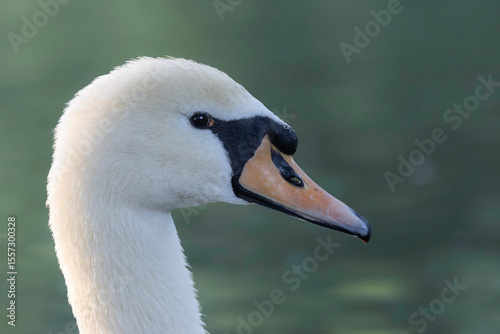 portrait of a beautiful mute swan
