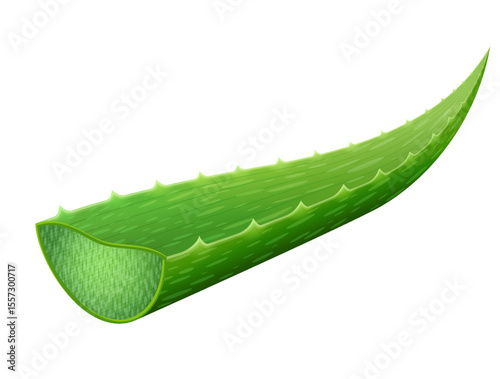 Single aloe vera leaf isolated on white background. Freshly cut aloe vera leaf with cross section. Vector illustration for medicine, cosmetics, pharmaceuticals, food additive, etc