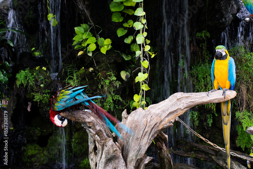 Macaws birds or neotropical parrots or New World parrot playing rest relax on branch wood in gardening garden park of coffee shop for thai people travelers travel visit in Suphan Buri, Thailand