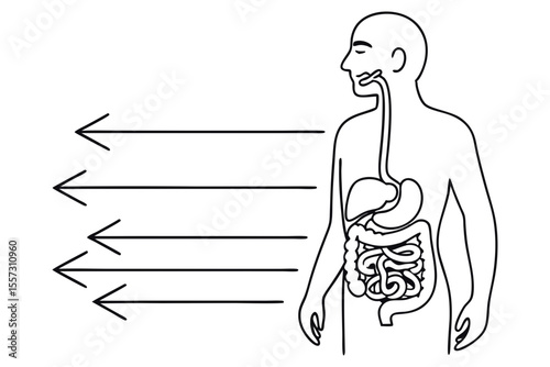 Digestive system organs line drawing educational minimalist medical sketch
