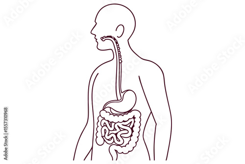 Stomach and intestines in single line drawing anatomical minimalist art