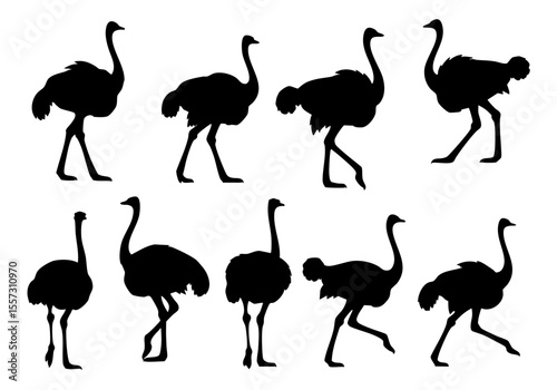 Simple Flat Black Silhouette Various Ostrich Movement and Position Illustration