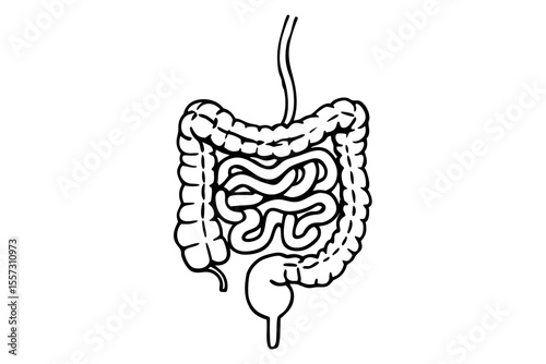 Minimal line art of digestive system internal organs for medical education