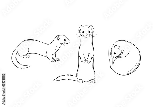 Outline Lineart Cute Stoat Weasel Mammal Animal Standing Posing Illustration