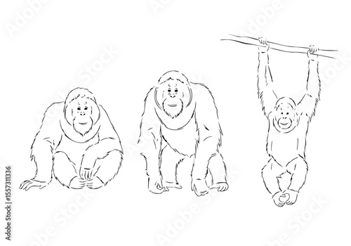 Doodle Outline Orangutan Silhouette Wildlife Animal Illustration Isolated on White Background