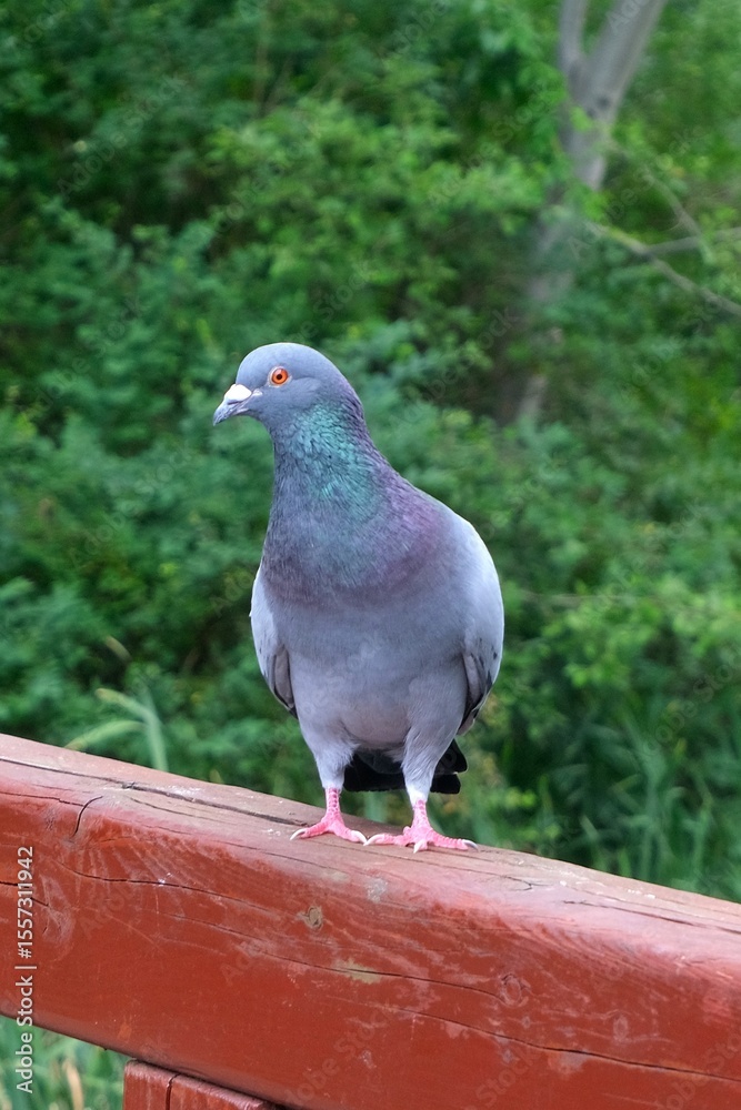 Obraz premium pigeon in the park
