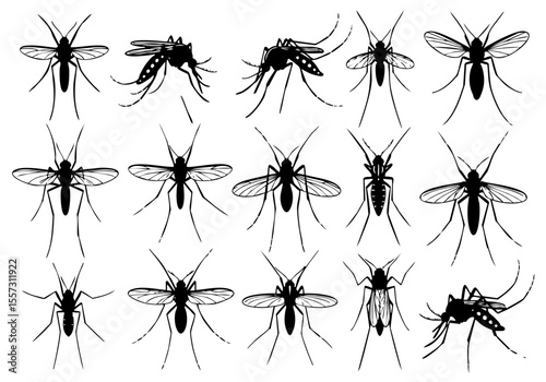 Detailed Monochrome Mosquito Insect Illustration Collection on Transparent Background