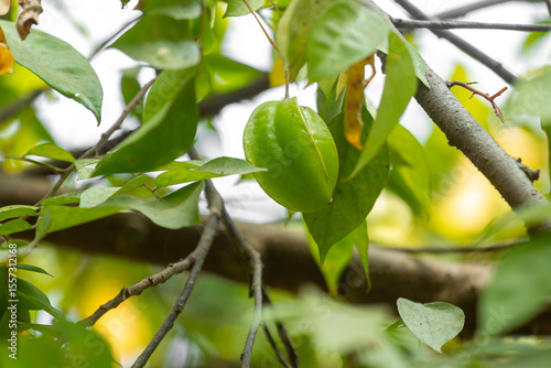 Unripe Star fruit hanging from a tree branch, surrounded by lush green leaves in a natural outdoor setting.