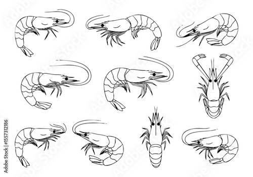 Detailed Lineart Shrimp Seafood Illustration Set With Different Perspective Isolated on White