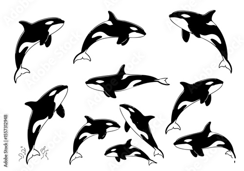 Artistic Ink Black and White Orca Killer Whale Marine Animal Illustration Set