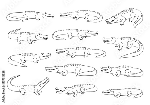 Simple Lineart Alligator Various Poses Animal Illustration