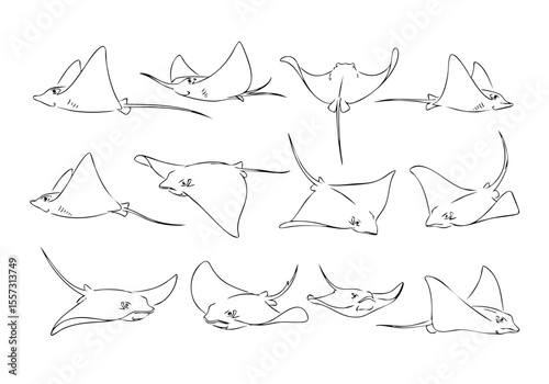 Minimalist Line Art Manta Ray Swimming Poses Silhouette on White Background