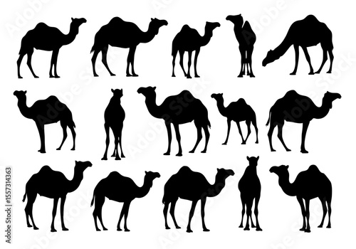 Detailed Silhouette Camel Collection Illustration in Various Poses Isolated on White Background