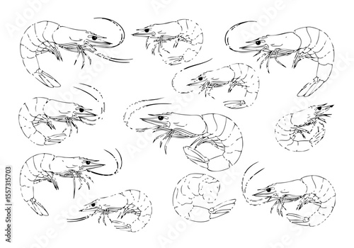 Detailed Handdrawn Line Art Shrimp Seafood Ingredient Culinary Illustration