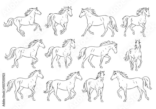 Line Art Graceful Horse Illustration in Various Poses Animal Wildlife