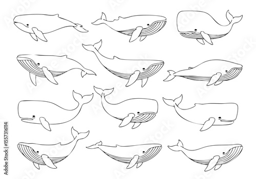 Line Drawing Variety Whale Mammal Aquatic Animal Illustration Pattern