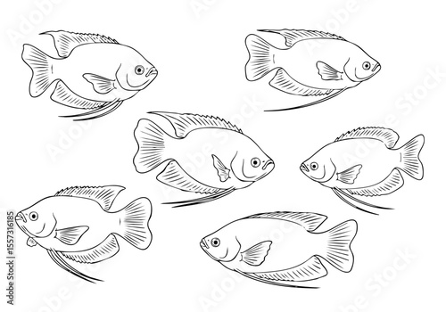 Detailed Line Art Fish School Tilapia Oreochromis Niloticus Aquatic Animal