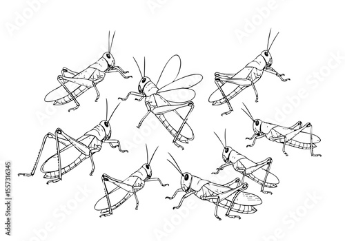 Handdrawn Outline Group of Grasshopper Insect Pest Isolated Illustration