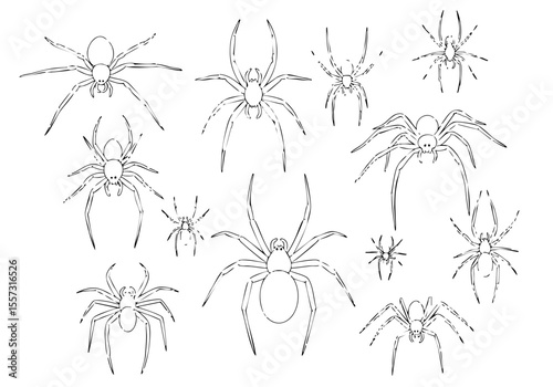 Handdrawn Black Outline Spider Design Element for Creepy Halloween Celebration