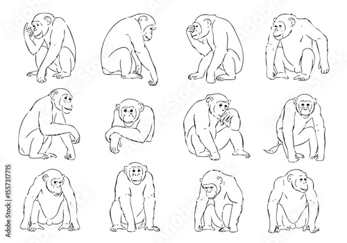 Hand Drawn Illustration of Chimpanzee in Various Poses Black and White Sketch