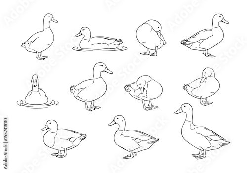 Line Art Collection of Adorable Duckling Posing in Various Action Illustration