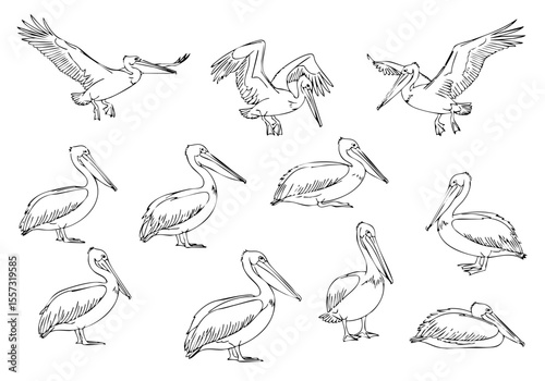 Detailed Handdrawn Pelican Sketch Line Art Flying and Standing Poses Wildlife