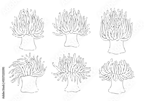 Handdrawn Outline Variety Coral Reef Underwater Sea Animal Illustration