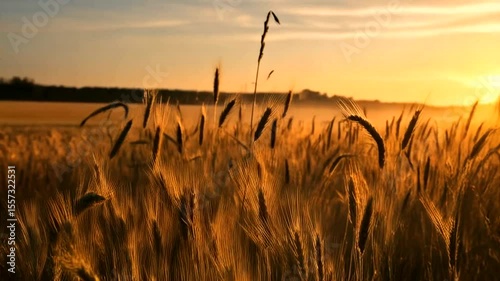 Sunrise over a wheat field
