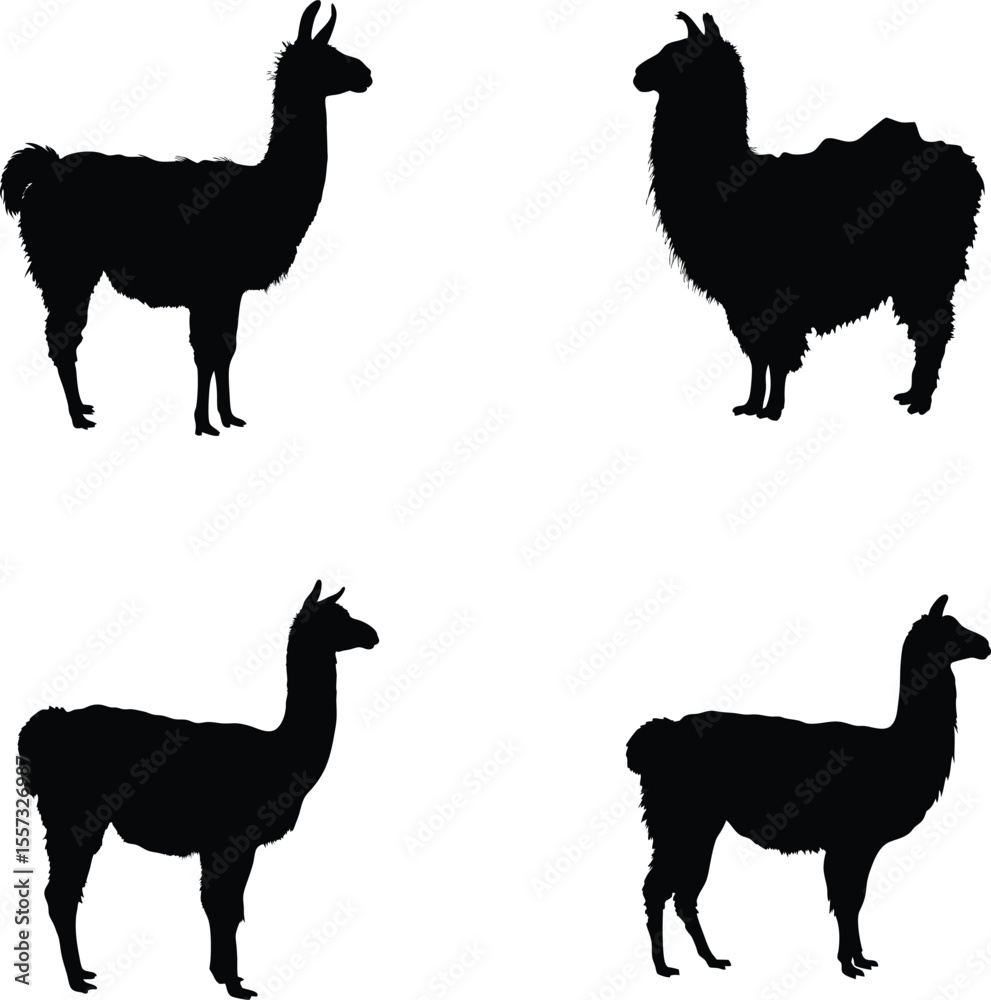 Fototapeta premium Llama silhouette, farm animal vector, outline illustration, alpaca icon, black and white design 