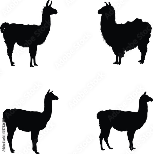 Llama silhouette, farm animal vector, outline illustration, alpaca icon, black and white design
