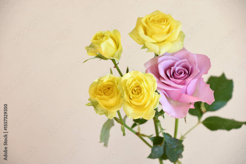 Obraz premium 黄色と紫のばら