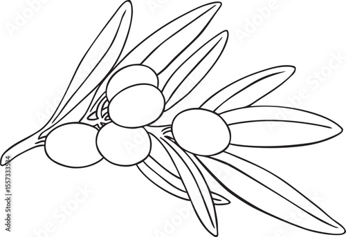 Graphic drawing olive branch vector. Hand painted floral illustration element olives fruit tree branches leaves isolated background. Drawings food. Edible foliage. For fabric, wrapping paper decor