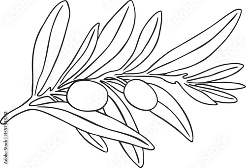 Graphic drawing olive branch. Hand painted floral illustration element olives fruit tree branches leaves isolated background vector. Drawings food. Edible foliage. Fabric, wrapping paper decor gift
