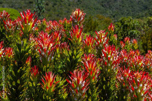 Mimetes Cucullatus Pagode Protea (roter Pagodenstrauch)