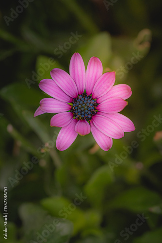 Fleur de couleur rose sur fond vert contrasté 