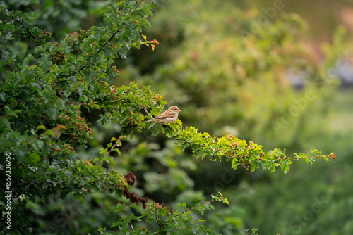 Oiseau solitaire sur branche