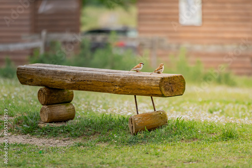 Couple d’oiseaux sur un banc