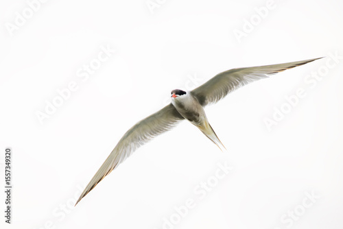 Common Tern (Sterna hirundo hirundo) in breeding plumage flying against white sky, Netherlands.
